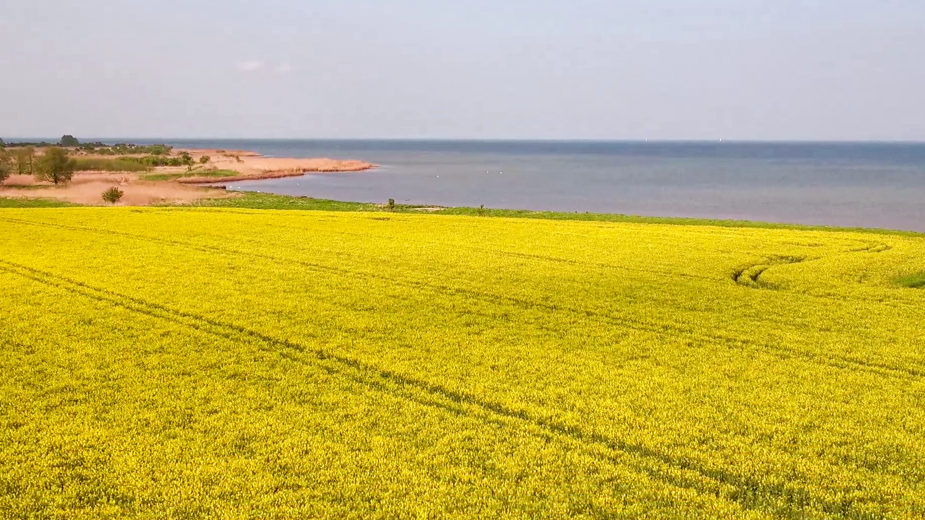 Blick über ein gelbes Rapsblütenfeld auf die Küstenlandschaft am Greifswalder Bodden mit Uferbereichen und offenem Wasser.