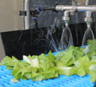 Behandlung von frischem Salat mit plasmabehandeltem Wasser.