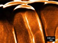 Elektromikroskopische Aufnahme einer nanostrukturierten SiO₂-Schicht mit säulenartigen Strukturen; Maßstabsbalken 100 nm.