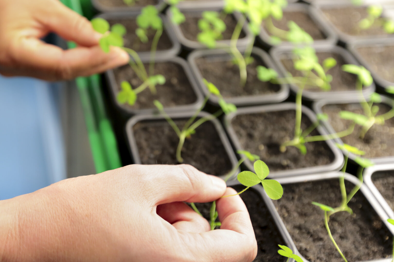 Hände, die vorsichtig junge Keimlinge in kleinen Pflanztöpfen berühren; mehrere grüne Setzlinge wachsen in nährstoffreicher Erde.