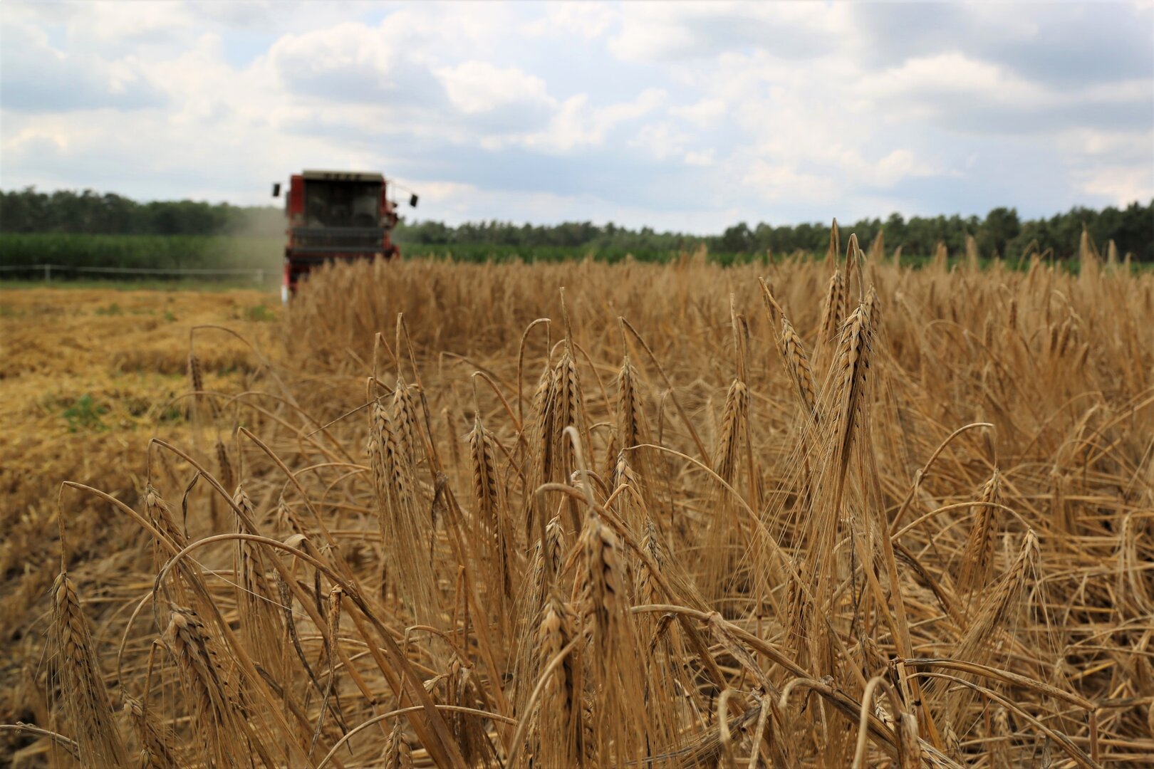Mähdrescher erntet Getreide auf einem Feld als Symbol für landwirtschaftliche Praxis im Kontext nachhaltiger Forschung